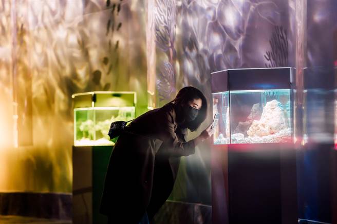 屏东海生馆继「海藻森林」被选为全台十大网美景点后，今年推出全新打卡点「色水廊道」。（谢佳潾摄）