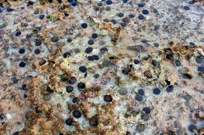 小琉球肚仔坪潮间带原有独特的海草床与珊瑚礁景观，但因游客太多，现已严重退化到只剩数量庞大的海胆和满布坑洞的裸露礁石的「海胆荒礁」。（中山大学团队提供／潘建志屏东传真）