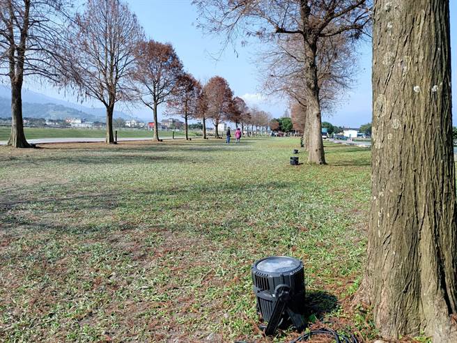 三星乡公所虽已完成投射灯具架设，但受到疫情影响，今年的落羽松秘境夜间将不会 「发光」。（胡健森摄）