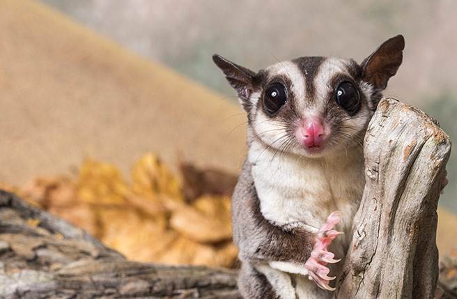 大学学测刚结束，却传出有考生携带蜜袋鼯进考场，在应考过程中还爬到一名中山女中考生脖子上，当场尖叫引起骚动。（示意图／达志影像）