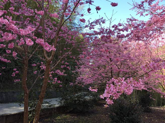阿里山国家风景区管理处将于2月12日至3月7日将于石壁风景区举办「第一居草岭樱花季」，目前含苞待放中，图为去年美景。（周丽兰摄）