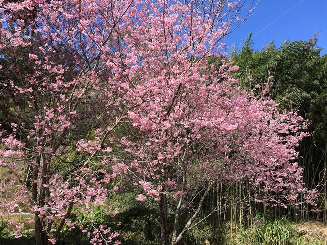草岭樱花花海路段包括149线到草岭隧道前右转到青山坪约有2公里长、草岭村往石壁之苏家农场到九芎神木间有2公里的樱木花道、石壁路上的九芎神木到石壁仙谷间则有红粉佳人与杏花。（周丽兰摄）