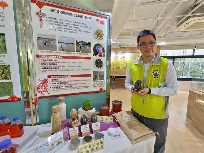 台中农改场作物改良课助理研究员吴以健，研究铁粉披衣种稻的湿式水稻直播技术，吸引农民注意。(吴建辉摄)