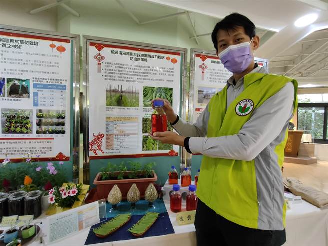 台中农改场作物改良课助理研究员沈原民，发现硫磺溶液能治碗豆白粉病。(吴建辉摄)