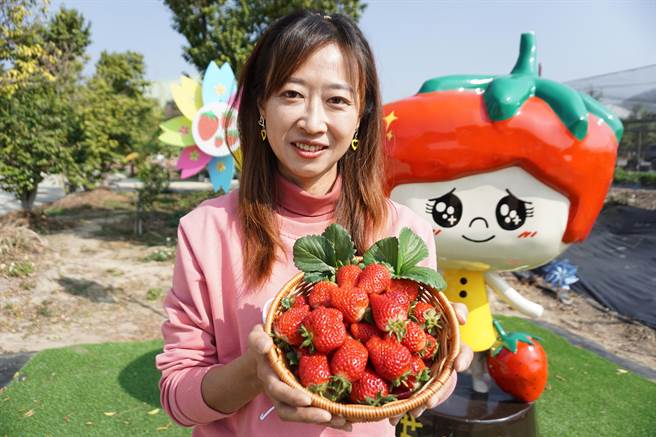 「优雪」为苹果、蜜香草莓杂交育种，具抗病力佳、果粒大、香气足、甜度佳，以及且果皮耐雨水冲刷等优点。（王文吉摄）