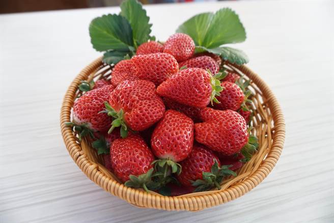 果农许明兴培育的「优雪」草莓颗粒大，果色红艷，果形呈漂亮锥形。（王文吉摄）