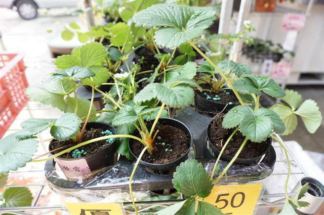 「优雪」走茎量大，结果率高，且具植株直立优点，让莓农便于整理。。（王文吉摄）
