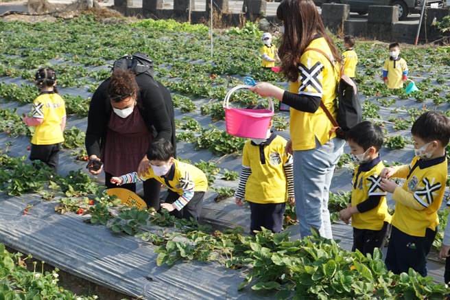 许明兴培育新品种草莓「优雪」，已于台中潭子试种成功，目前正申请品种专利。（王文吉摄）