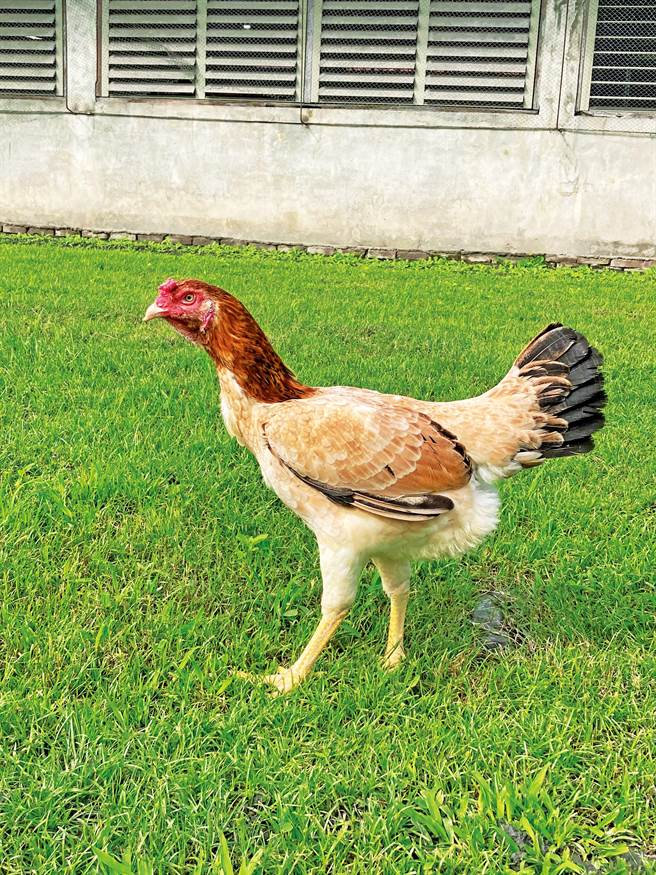 花畜斗鸡母斗鸡可以种用或肉用，产蛋性能与其他土鸡相比毫不逊色。（农委会畜试所提供／刘秀芬台南传真）