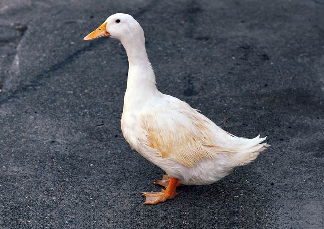 季新鸭特点是长受精持续性，可让种改鸭场从原本每3天人工授精1次，延长到6天1次。（农委会畜试所提供／刘秀芬台南传真）