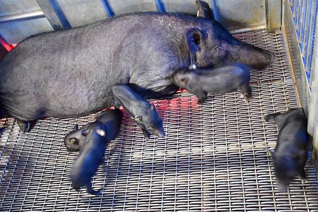 兰屿猪冷冻精液解冻进行配种，成功顺利产下仔猪。（农委会畜试所提供／刘秀芬台南传真）