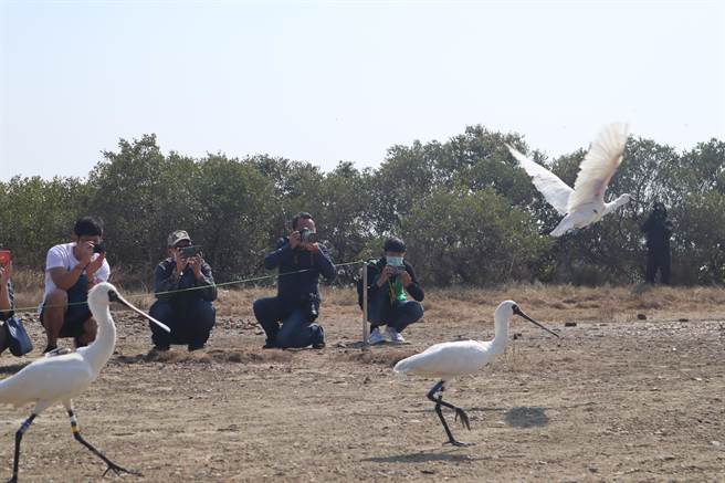 台南市政府農業局日前野放3隻黑面琵鷺，除繫上腳環標記，同時還於鳥背裝上太陽能板發電的衛星發報器，提高追蹤黑琵的效率。（李宜杰攝）