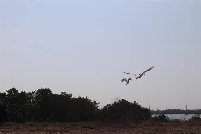 台南市政府農業局日前野放3隻黑面琵鷺，除繫上腳環標記，同時還於鳥背裝上太陽能板發電的衛星發報器，提高追蹤黑琵的效率。（李宜杰攝）