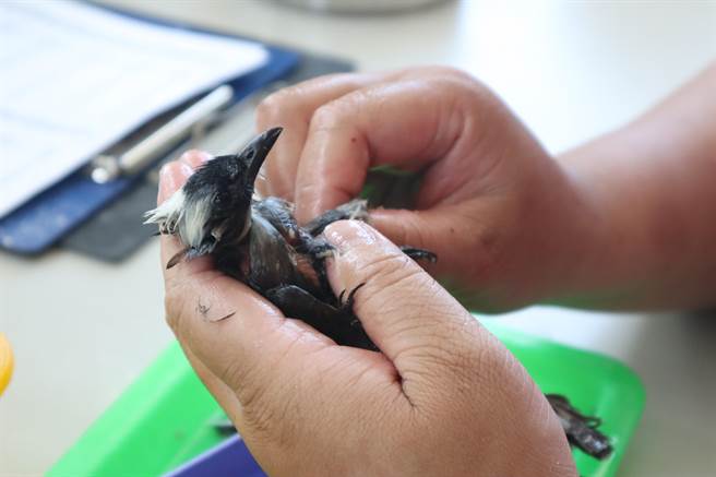 台南市野鸟学会指出，野鸟救伤大不易，受伤鸟类送抵鸟会救援时，生命体徵多半已相当微弱，有近一半的鸟类最终仍抢救不治，无法重返自然。（李宜杰摄）
