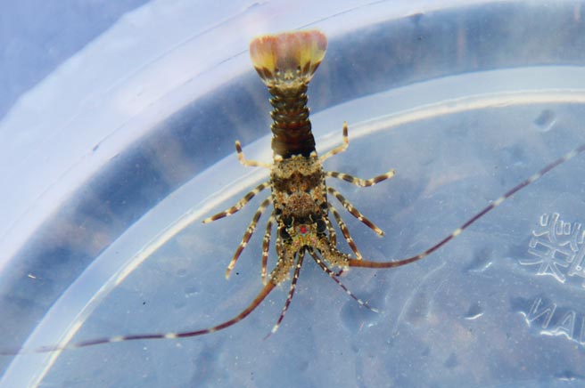 龙虾苗。图／本报资料照片