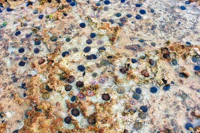 小琉球肚仔坪潮间带原有独特的海草床与珊瑚礁景观，但因游客太多，现已严重退化到只剩数量庞大的海胆和满布坑洞裸露礁石的「海胆荒礁」。（中山大学团队提供／潘建志屏东传真）