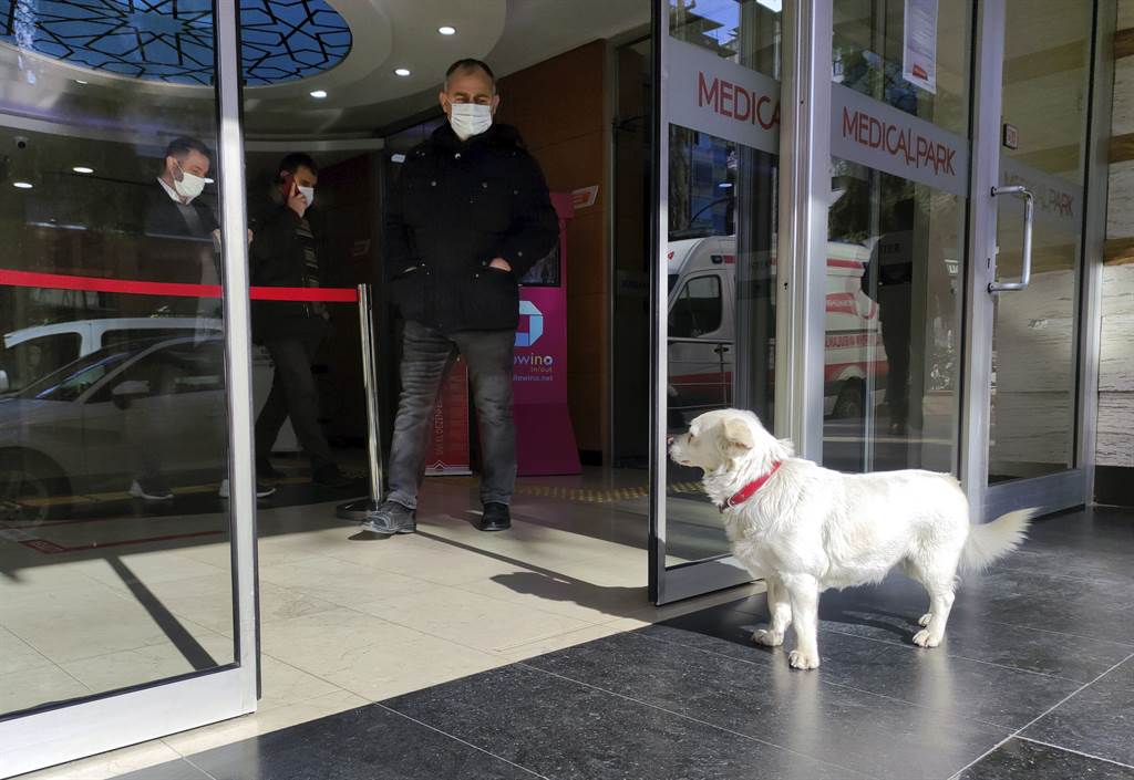 土耳其的忠犬「珠珠」，每天一早都自己到醫院門口報到。(圖/美聯社資料照片)