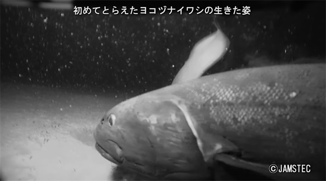 日本深海發現新種巨魚超大身形專家驚 食物鏈王者 搜奇 網推