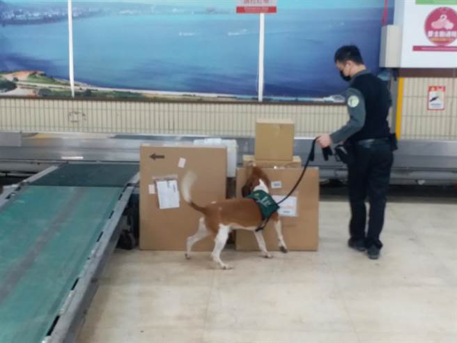 春节邮包检疫模拟(张理国摄)