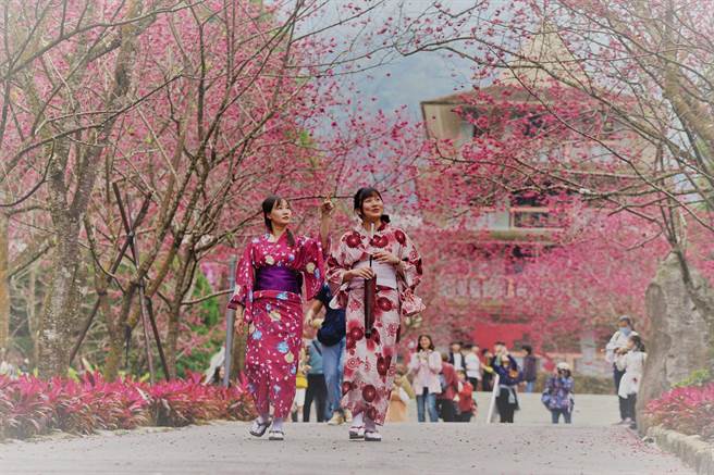 许多民眾喜爱穿着日式风情的浴衣，悠然在九族文化区内散步赏樱，一解无法出国的苦闷。（九族文化村提供／黄立杰南投传真）