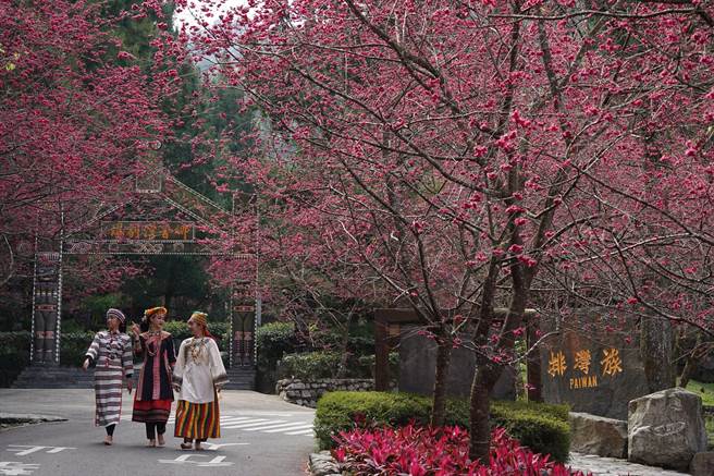 迈入第21年的九族樱花季，是台湾最早推行赏樱风潮的地方之一，园内种植超过5000棵樱花树，景色独领风骚。（九族文化村提供／黄立杰南投传真）