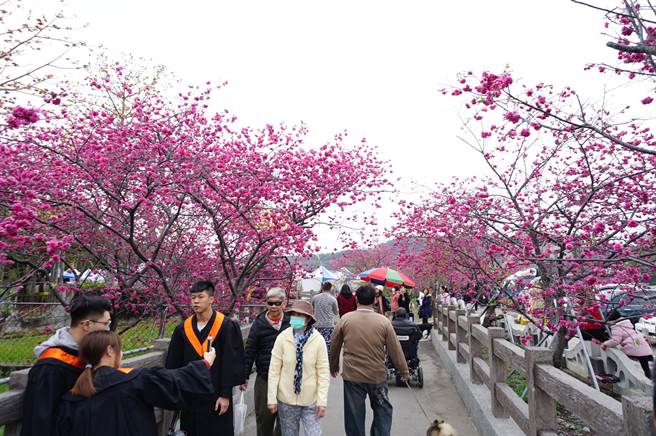 后里泰安樱花季因容易聚集人潮，当地区公所忍痛宣布停办。（本报资料照片）