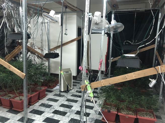 42岁的陈男在台湾透过加拿大籍友人，寄送30颗大麻种子，2年间陈男不断上网自学累积经验，在去年中旬时初有成果，便已分枝技术，将原本种植的2株大麻原始母株，分枝到174株，扩大种植规模，粗估市价约5000万元，没想到才刚有成果就被警捣破。(翻摄照片／刘宥廷高雄传真)