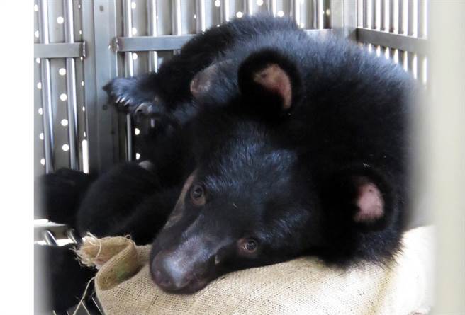 崁顶黑熊復原情况良好，最喜欢窝在心爱的麻布袋上休息。（台东林管处提供／庄哲权台东传真）