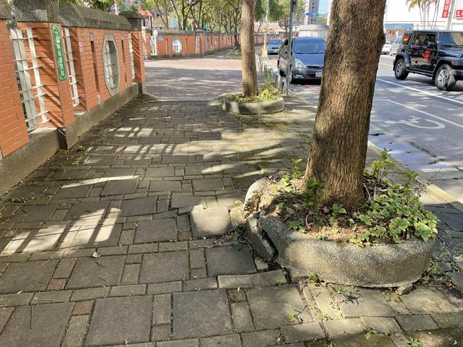 双龙国小内部排水不良，人行步道又受樟树窜根所苦，不少家长忧心孩童不慎跌跤。（黄婉婷摄）