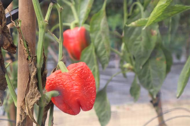 「亚蔬—世界蔬菜中心」拥有全球公部门最大的蔬菜种原库，但其中却有约1万3000个种原保存10余年，还未经过繁殖研究，亟须民间力量加入研究量能。（李宜杰摄）