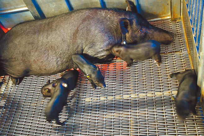 农委会畜试所将兰屿猪冷冻精液解冻进行配种，去年7月顺利产下仔猪。（农委会畜试所提供／刘秀芬台南传真）