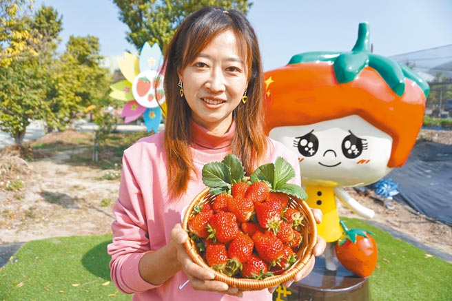 许明兴改良新品种草莓「优雪」，已于台中潭子试种成功。（王文吉摄）