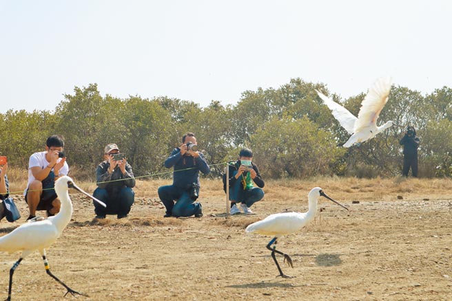 台南市政府农业局日前野放3只黑面琵鹭，除繫上脚环标记，还于鸟背装上太阳能板发电的卫星发报器。（本报资料照片）