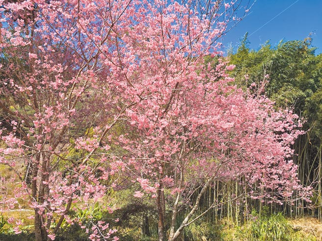 去年草岭石壁风景区樱花美景。（本报资料照片）