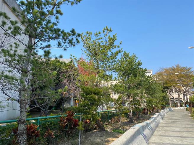 台中市民捐赠14棵五叶松，移植到丰原国小旁，增添葫芦墩圳风采。（王文吉摄）