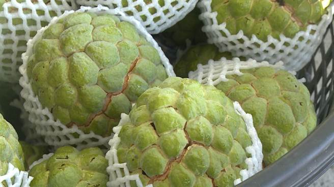 跨年期間寒流造成台東大目釋迦裂果，縣長饒慶鈴日前勘災後指示縣府農業處請各鄉鎮市公所啟動速報機制，目前統計全縣受害面積逾124公頃，已函報中央爭取現金救助。(蔡旻妤攝)