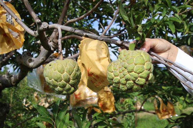 跨年期間寒流造成台東大目釋迦裂果，縣長饒慶鈴日前勘災後指示縣府農業處請各鄉鎮市公所啟動速報機制，目前統計全縣受害面積逾124公頃，已函報中央爭取現金救助。(台東縣政府提供／蔡旻妤台東傳真)