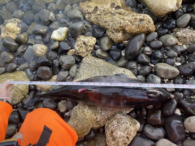 海巡东部分署第十巡防区27日下午3时29分，接获民眾通报在绿岛龟湾岸际前方发现死亡鲸豚，经初步判定为弗氏海豚，海巡人员将採样检体送回本岛研究，并将其就地掩埋。（台东海巡提供／蔡旻妤台东传真）