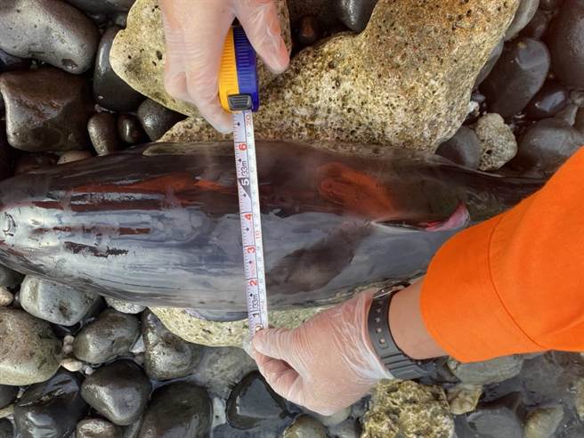 海巡东部分署第十巡防区27日下午3时29分，接获民眾通报在绿岛龟湾岸际前方发现死亡鲸豚，经初步判定为弗氏海豚，海巡人员将採样检体送回本岛研究，并将其就地掩埋。（台东海巡提供／蔡旻妤台东传真）