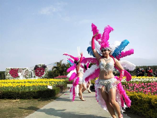 热情女舞者在中社观光花市大跳森巴舞，将郁金香花海点缀的美不胜收。（陈淑娥摄）