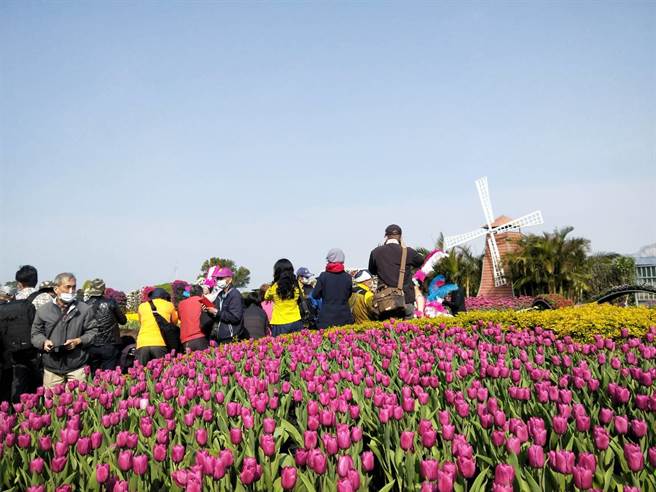 中社观光花市郁金香花季将在农历春节最入最高峰。（陈淑娥摄）