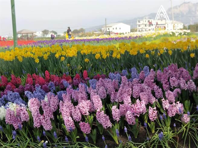 民眾春节可以到中社观光花市走春，尽情畅游在8公顷的园区。（陈淑娥摄）