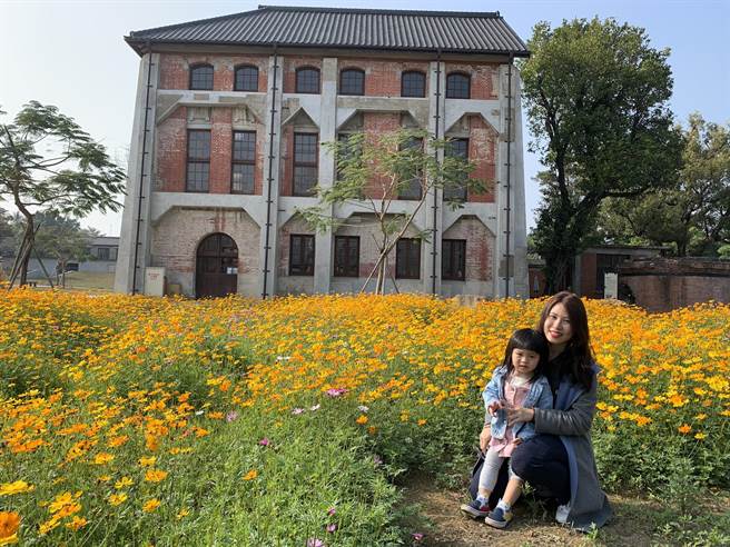 台南山上花园水道博物馆种植的波斯菊陆续盛开，是春节走春好去处。（台南市政府文化局提供／庄曜聪台南传真）