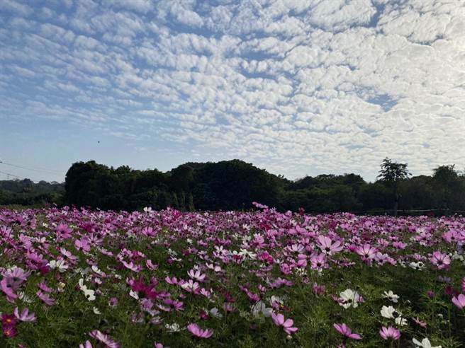 台南山上花园水道博物馆种植的波斯菊陆续盛开，是春节走春好去处。（台南市政府文化局提供／庄曜聪台南传真）
