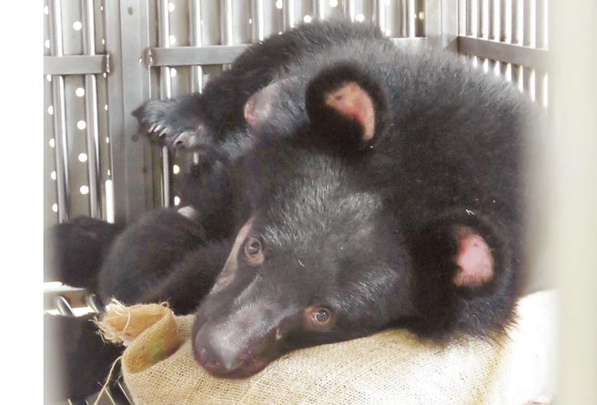 崁顶黑熊復原情况良好，最喜欢窝在心爱的麻布袋上休息。（台东林管处提供／庄哲权台东传真）
