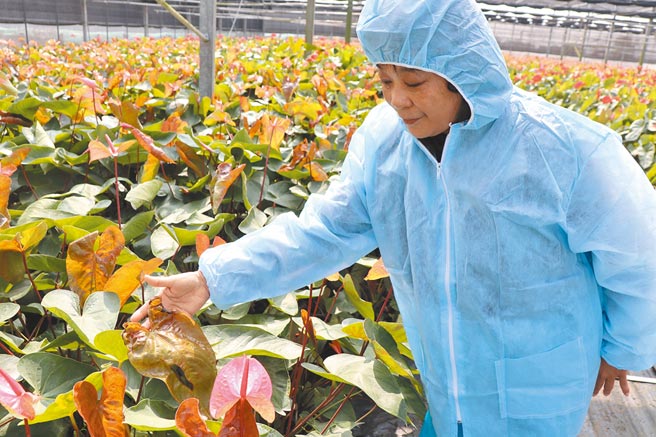 台南市六甲等区火鹤花受寒害，叶片焦褐卷曲。（刘秀芬摄）