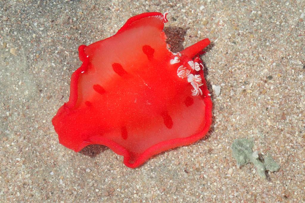 澳洲海滩日前出现一只30公分长、有着鲜红色外表、俗称为「西班牙舞孃」（Spanish Dancer）的巨型海蛞蝓，美丽画面引发大批网友赞叹。图为资料照。（资料照／shutterstock）(photo:ChinaTimes)