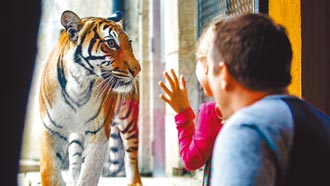 瑞典動物園獅虎染疫 1頭安樂死