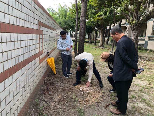 嘉義大學專家學者協助進行台南市校園樹木安全評估作業。（曹婷婷攝）