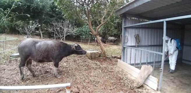 阳管处将2头生病水牛「依依」母女俩，运至新北市金山区暂时安置。（新北市动保处提供／许哲瑗新北传真）